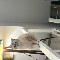 British Shorthair, Kedi  Mira fotoğrafı