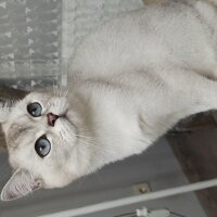 British Shorthair, Kedi  Mira fotoğrafı