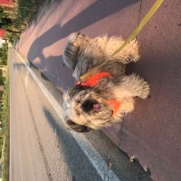 Norfolk Terrier, Köpek  Şirin fotoğrafı