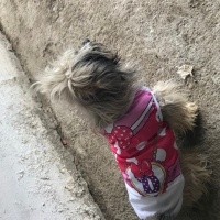 Norfolk Terrier, Köpek  Şirin fotoğrafı