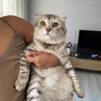 Scottish Fold, Kedi  Mişon fotoğrafı