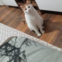 Van Kedisi, Kedi  Boncuk fotoğrafı