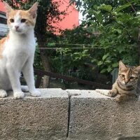 Tekir Kedi, Kedi  Jelibon (fotoğrafta sağda olan) fotoğrafı