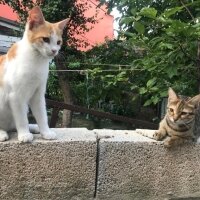 Tekir Kedi, Kedi  Jelibon (fotoğrafta sağda olan) fotoğrafı