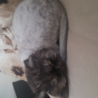 Chinchilla, Kedi  Şanslı fotoğrafı