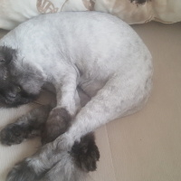 Chinchilla, Kedi  Şanslı fotoğrafı