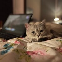 British Shorthair, Kedi  Cedi fotoğrafı