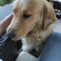 Golden Retriever, Köpek  Pia fotoğrafı