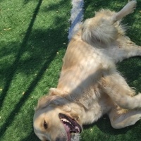 Golden Retriever, Köpek  Pia fotoğrafı