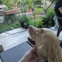 Golden Retriever, Köpek  Pia fotoğrafı