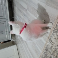 Ankara Kedisi, Kedi  Sütlaç fotoğrafı