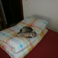 Mavi Rus, Kedi  duman fotoğrafı