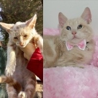 Sarman, Kedi  Tarçın fotoğrafı