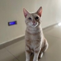 Sarman, Kedi  Tarçın fotoğrafı