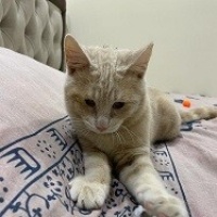 Sarman, Kedi  Tarçın fotoğrafı