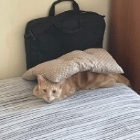 Sarman, Kedi  Tarçın fotoğrafı