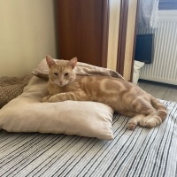 Sarman, Kedi  Tarçın fotoğrafı