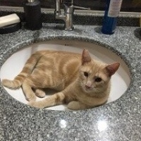 Sarman, Kedi  Tarçın fotoğrafı