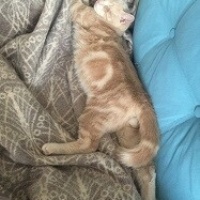 Sarman, Kedi  Tarçın fotoğrafı