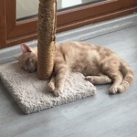 Sarman, Kedi  Tarçın fotoğrafı