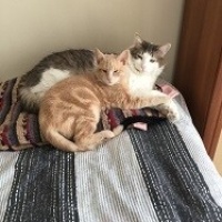 Sarman, Kedi  Tarçın fotoğrafı