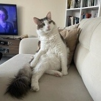 Norwegian Forest, Kedi  Lila fotoğrafı