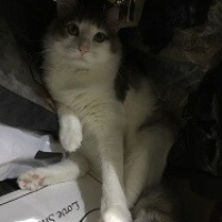 Norwegian Forest, Kedi  Lila fotoğrafı