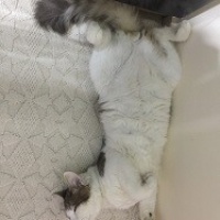 Norwegian Forest, Kedi  Lila fotoğrafı