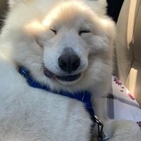 Samoyed, Köpek  Kobe fotoğrafı