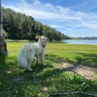 Samoyed, Köpek  Kobe fotoğrafı