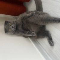 Scottish Fold, Kedi  Mia fotoğrafı