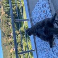 Scottish Fold, Kedi  Mia fotoğrafı