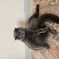 Scottish Fold, Kedi  Mia fotoğrafı