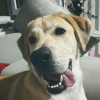 Golden Retriever, Köpek  Pablo fotoğrafı
