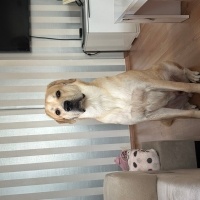 Golden Retriever, Köpek  Pablo fotoğrafı