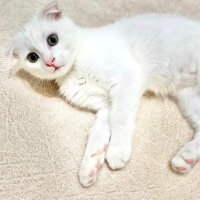 Scottish Fold, Kedi  Sütlaç fotoğrafı