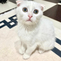 Scottish Fold, Kedi  Sütlaç fotoğrafı