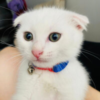 Scottish Fold, Kedi  Sütlaç fotoğrafı