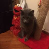 Nebelung, Kedi  Mistik  fotoğrafı