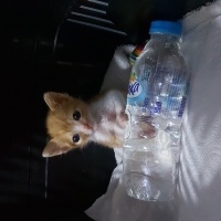 Sarman, Kedi  Adı paşa fotoğrafı