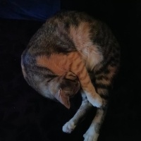 Tekir Kedi, Kedi  fıstık mia fotoğrafı