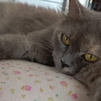 British Longhair, Kedi  paspas doja fotoğrafı