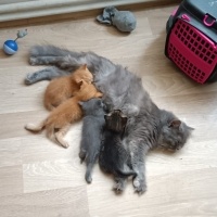 British Longhair, Kedi  paspas doja fotoğrafı