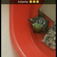 Tekir Kedi, Kedi  Thor fotoğrafı