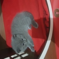 British Shorthair, Kedi  Mia fotoğrafı