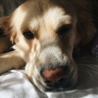 Golden Retriever, Köpek  Robin fotoğrafı