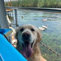 Golden Retriever, Köpek  Robin fotoğrafı