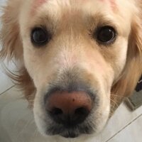 Golden Retriever, Köpek  Robin fotoğrafı