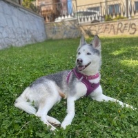 Sibirya Kurdu (Husky), Köpek  Alis fotoğrafı