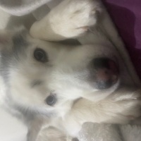 Sibirya Kurdu (Husky), Köpek  Alis fotoğrafı